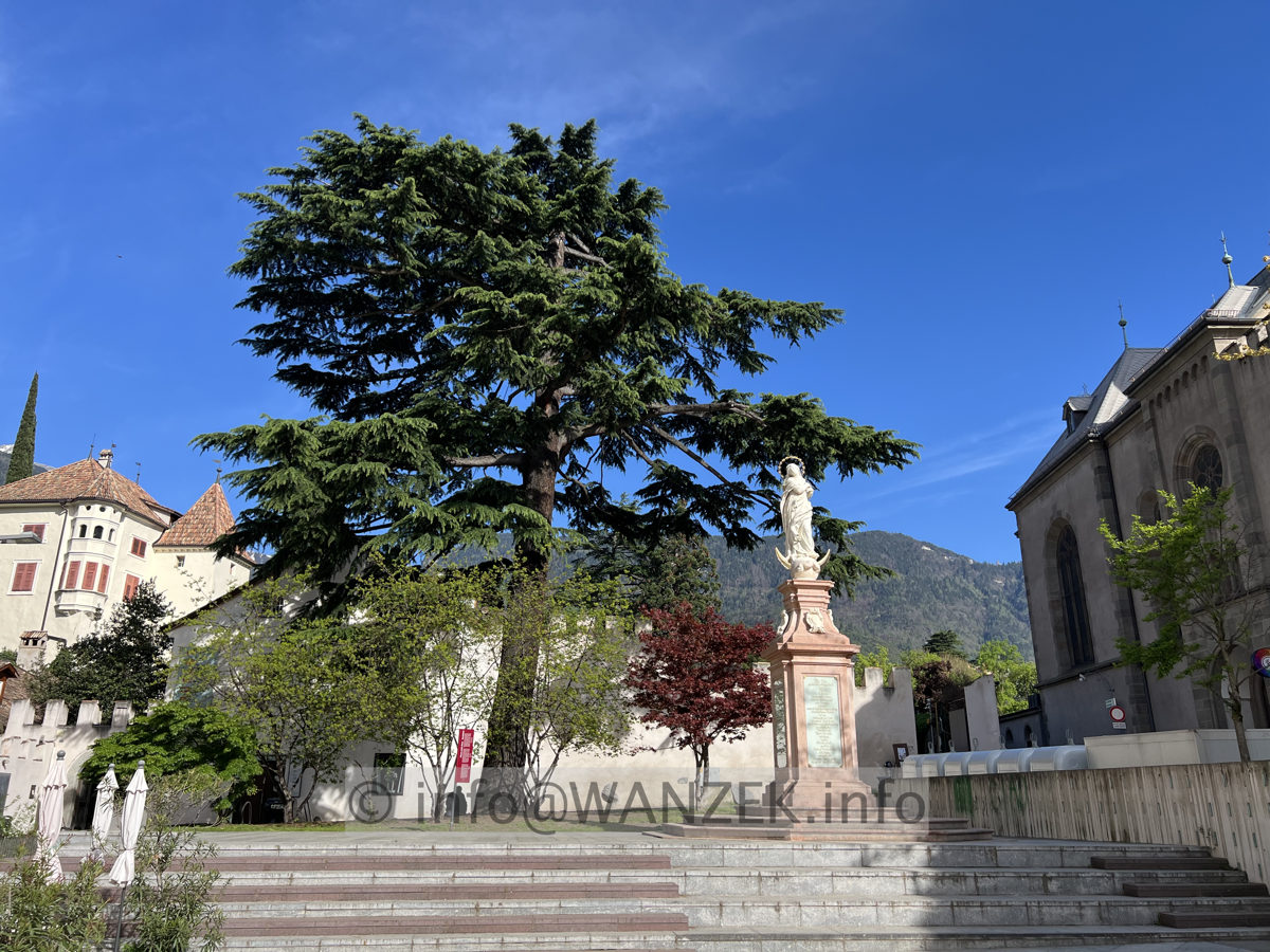 Cedrus libani - 01.jpg